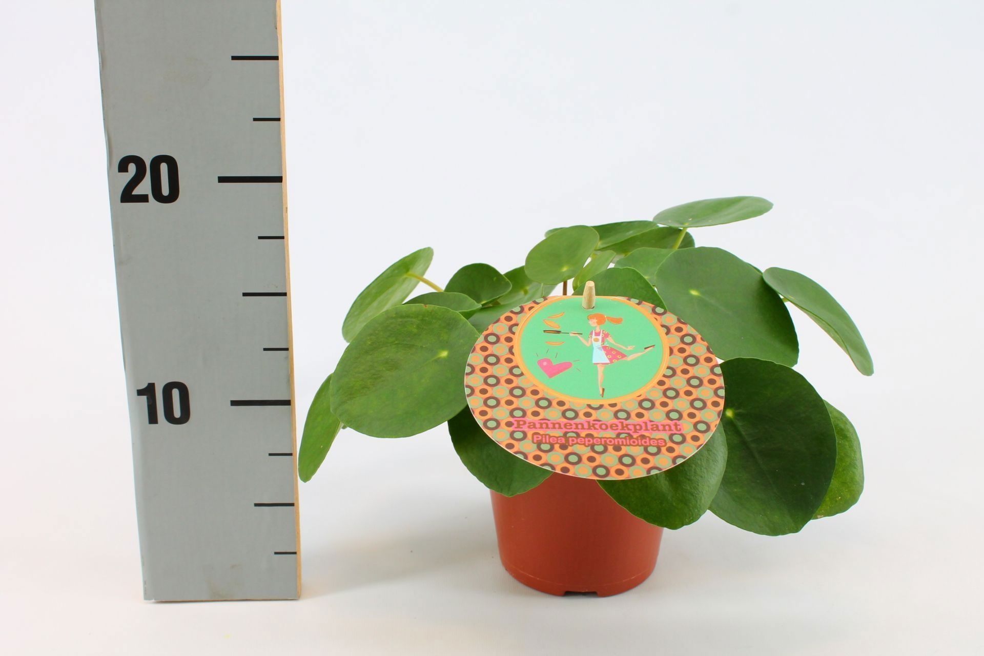Pilea Peperomioides 12cm Nederlands etiket, D 12