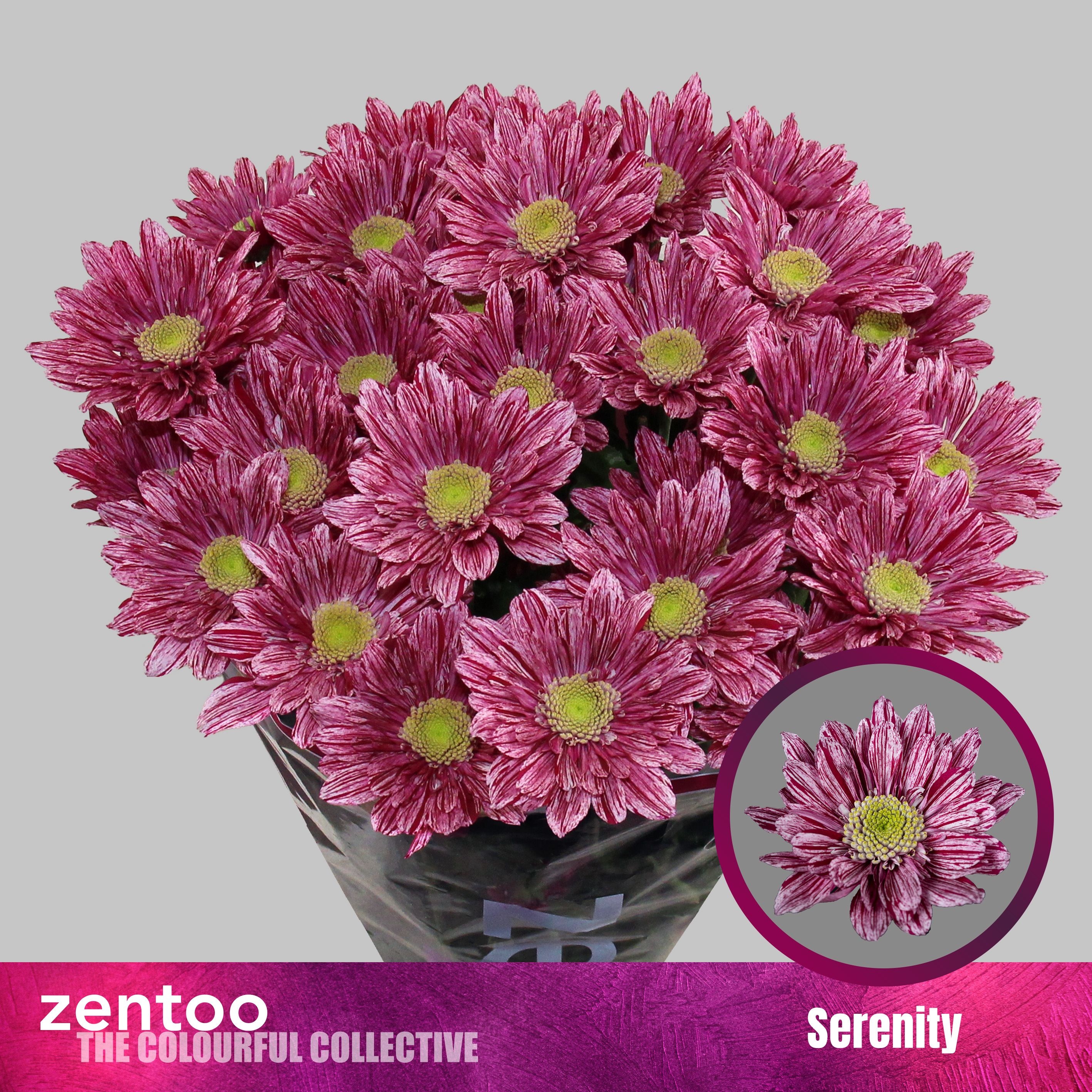 Хризантема куст. Серенити 70, шт.