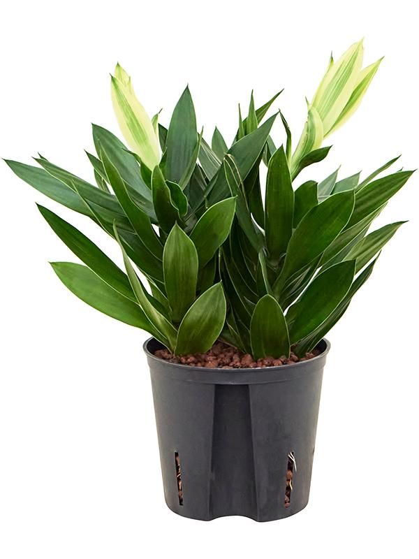 Pleomele (Dracaena) reflexa 'Song of Sri Lanka', D 13