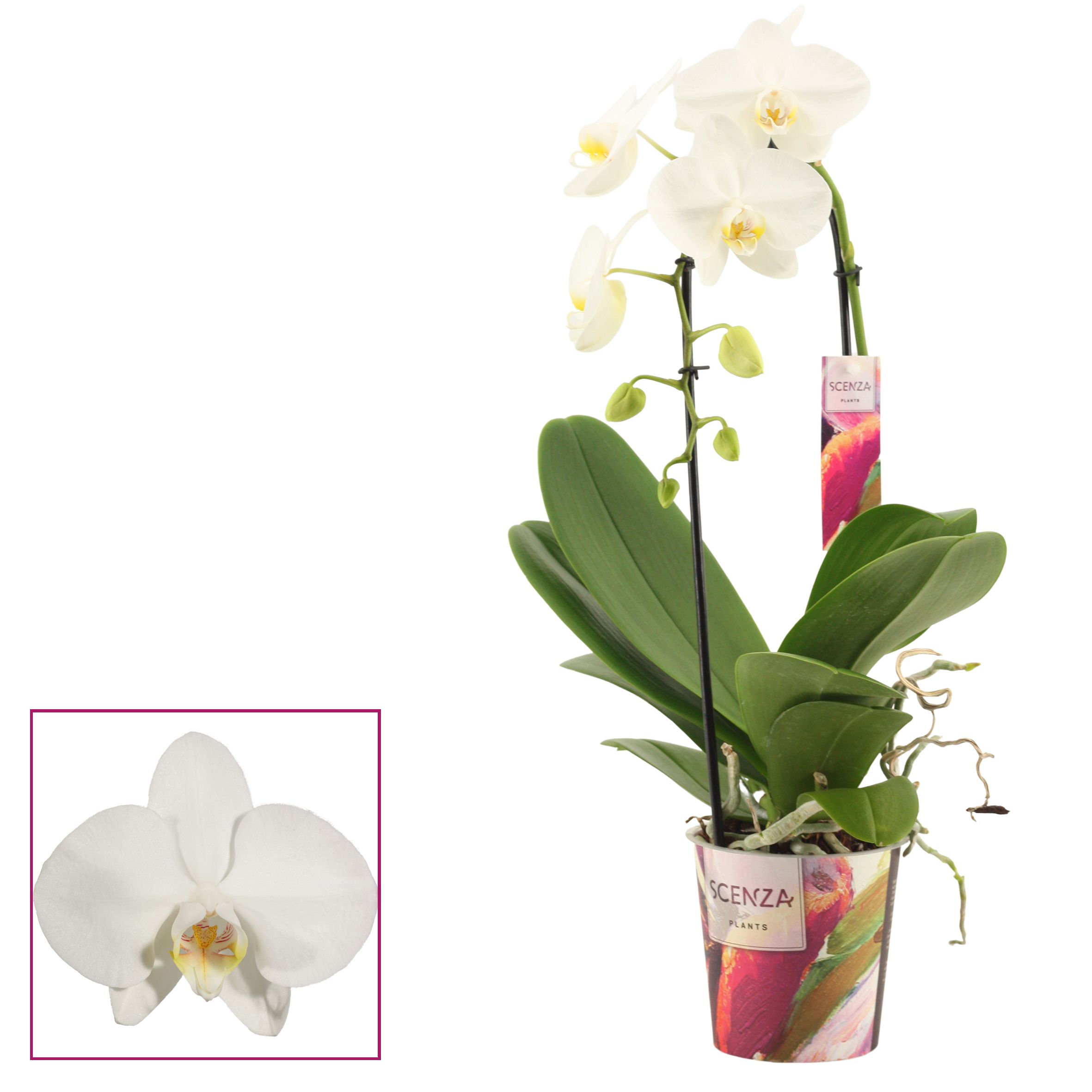 Phalaenopsis cascade 1 tak wit (Scenza), D 12