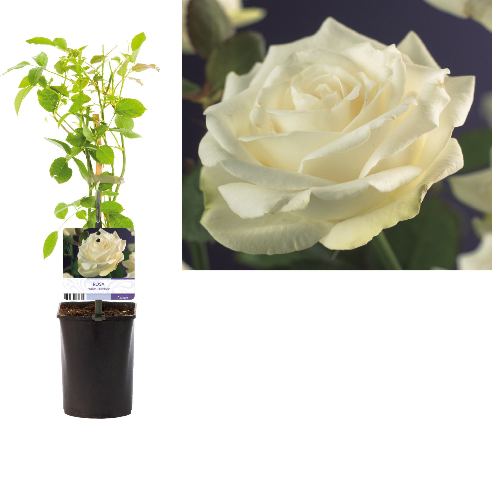 Rosa 'White Climber' +light label, D 11 cm
