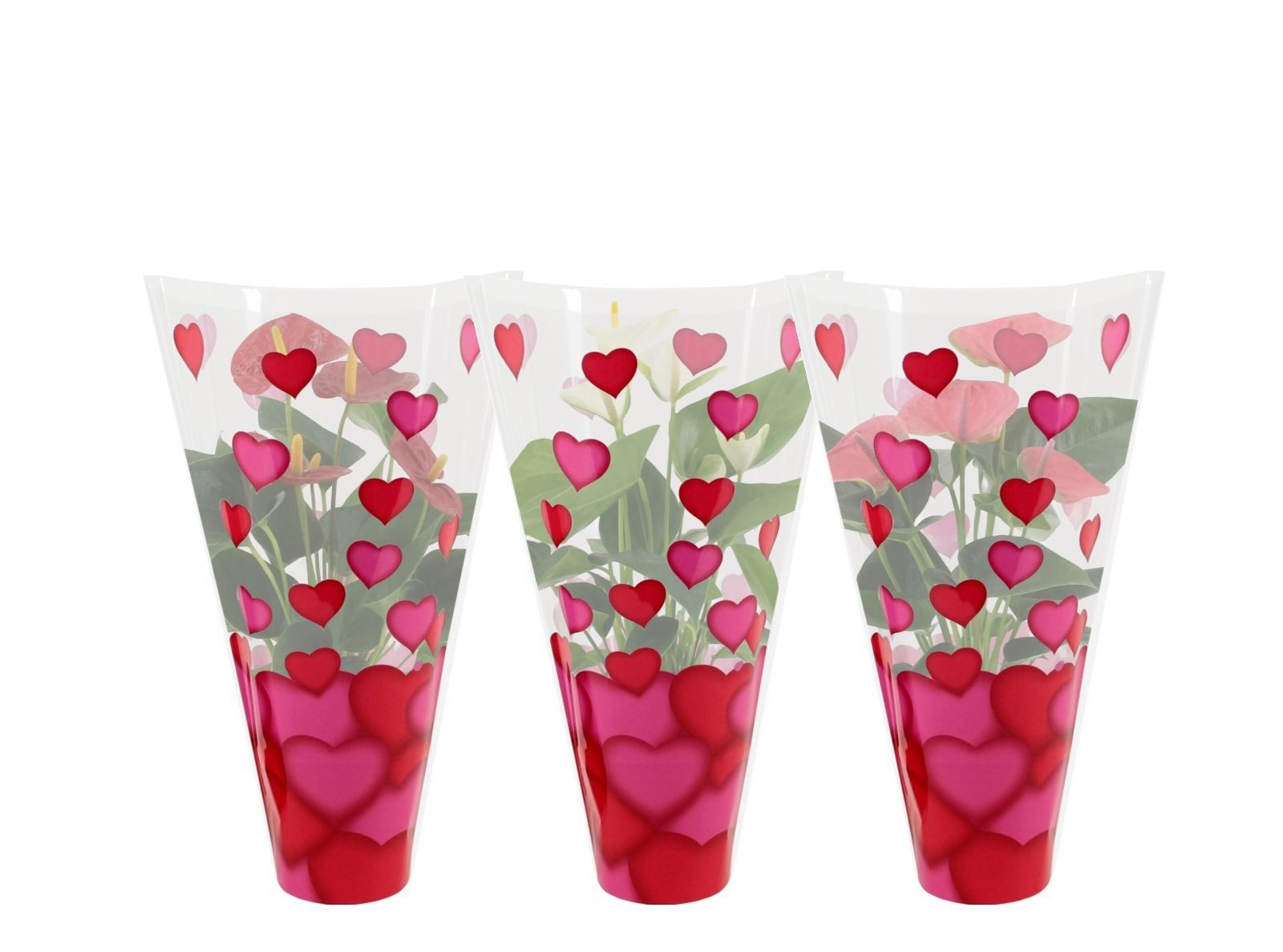 Anthurium 12 cm 3 color mix in heart sleeve Lilly, D 12