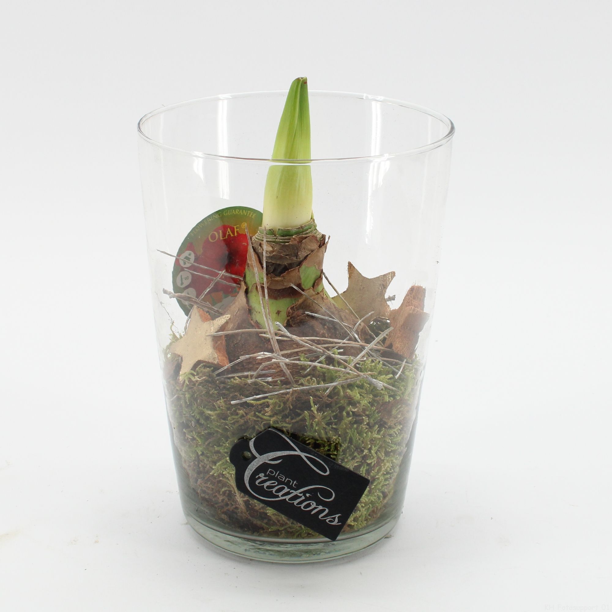 HXFD-2502R Xmas Amaryllis Fundamentals, D 14 cm