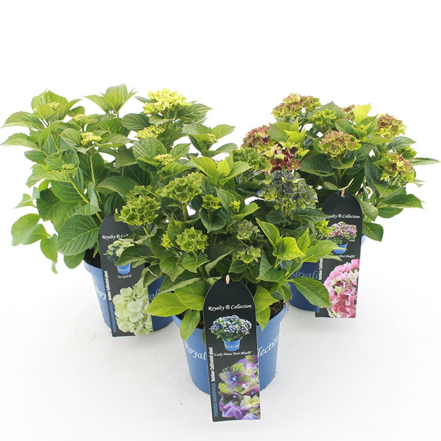 Hydrangea macr. Royalty Collection® MIX C3.5 (20cm.) Kn., D 20