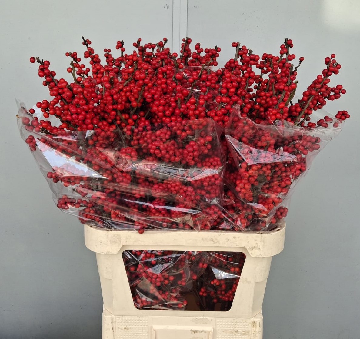 Илекс Красные ягоды 90, шт.