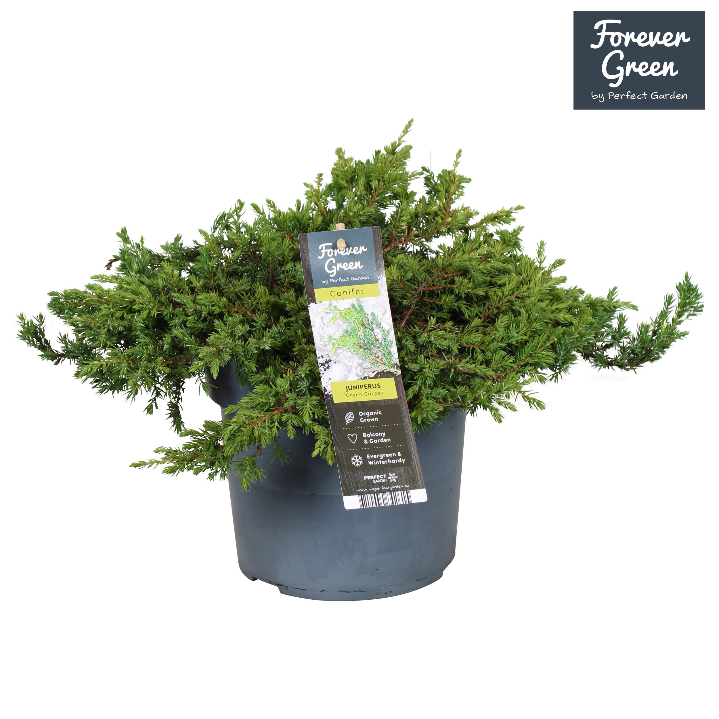 Juniperus communis 'Green Carpet' P19, D 19