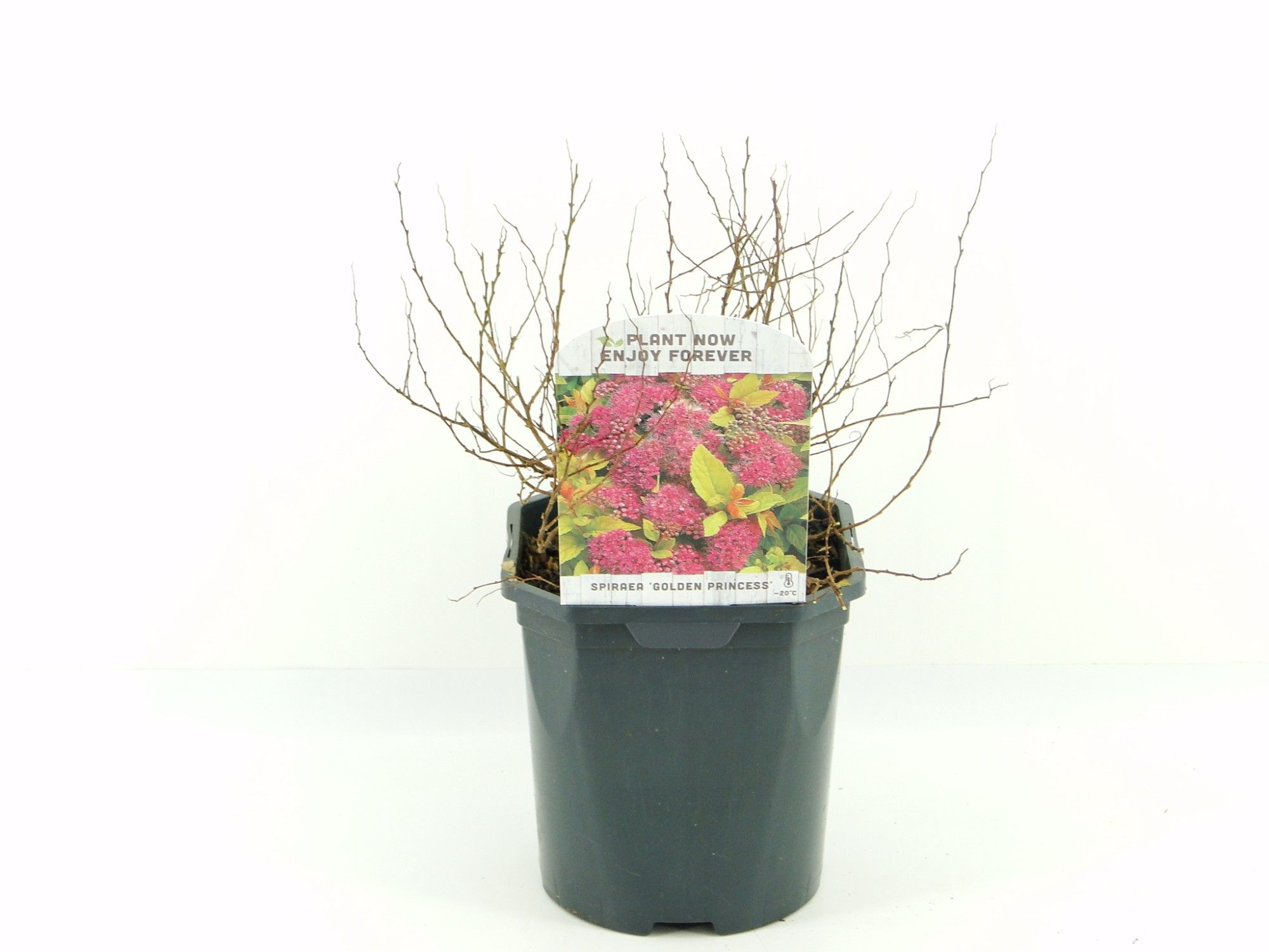 Spiraea jap. Golden Princess, D 17 cm