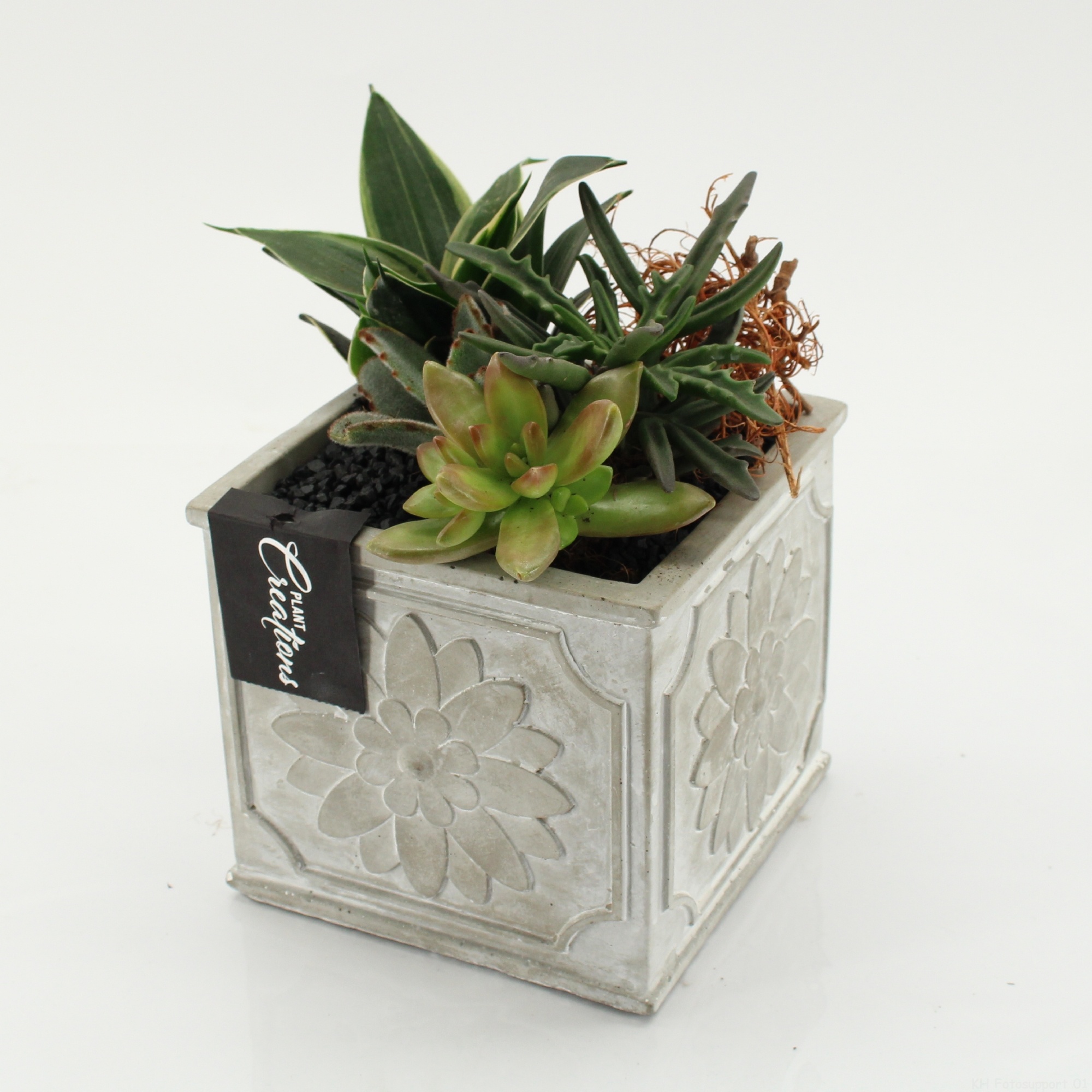 SUCR-2639 Succulent Essentials, D 13