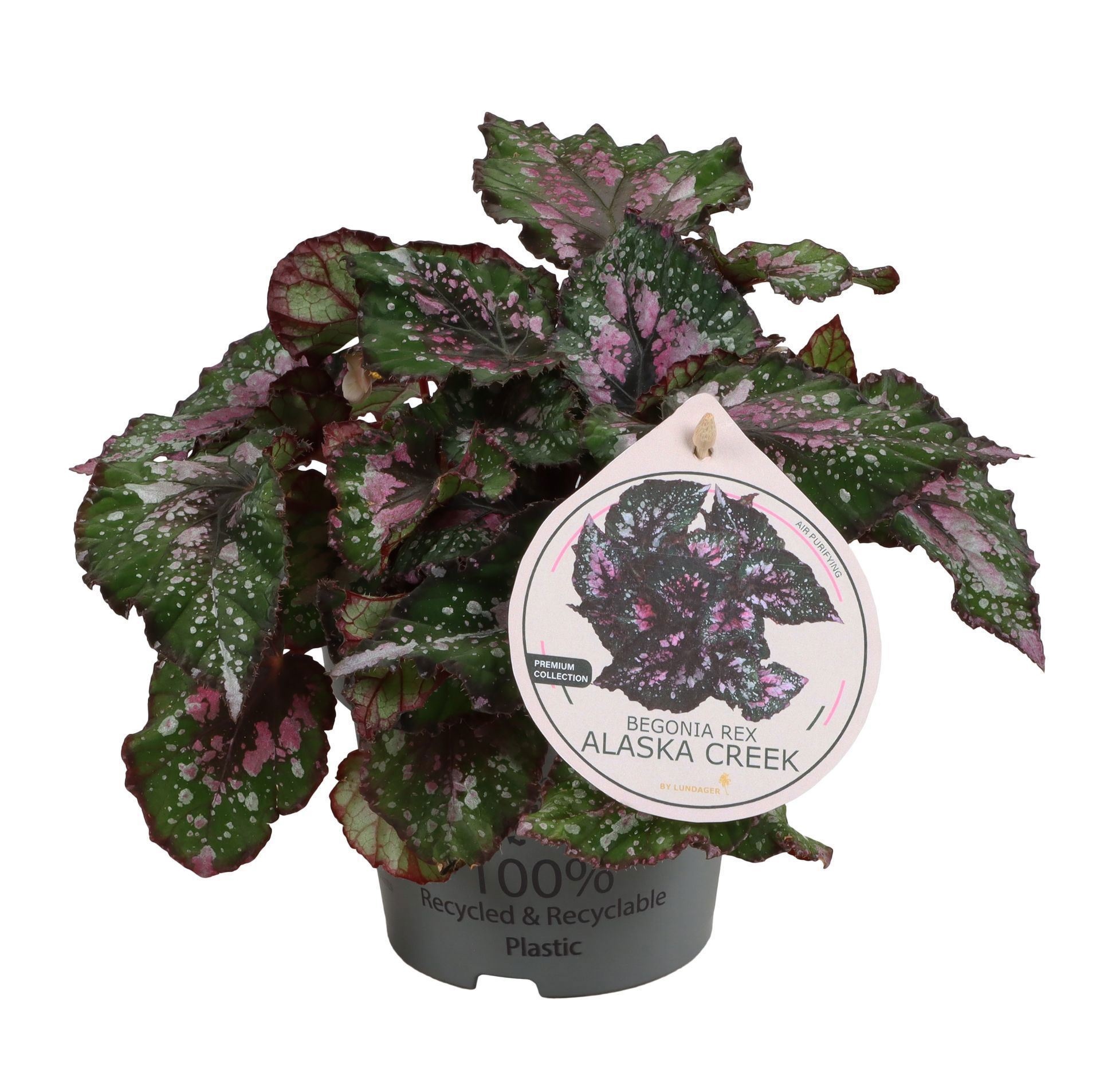 Begonia Rex Alaska Creek 12 cm, D 12