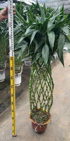 Драцена сандериана Ред Руббер Базин Бамбук Баскет 20 140