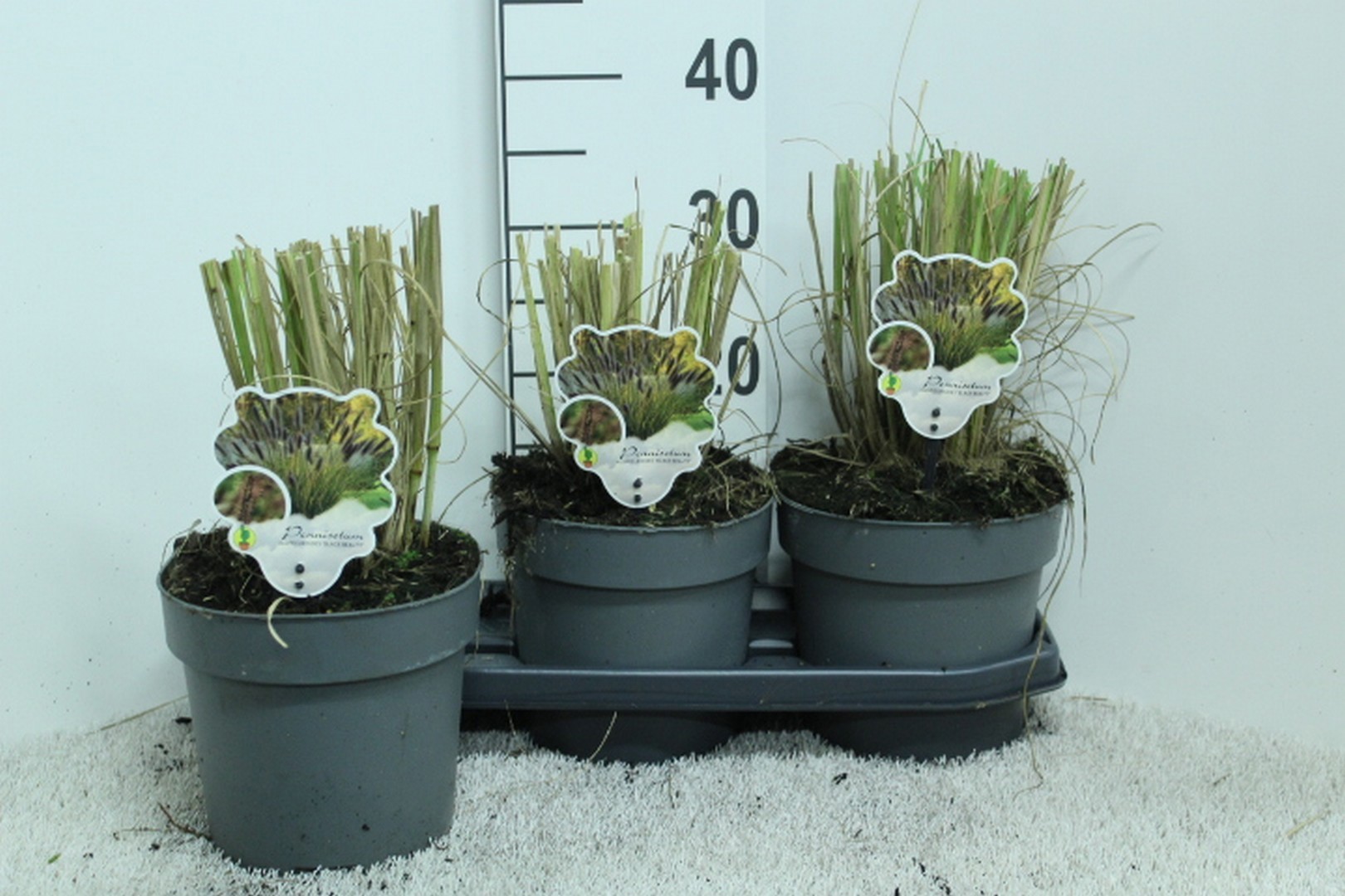 Pennisetum alop. ' Black Beauty' P19, D 19