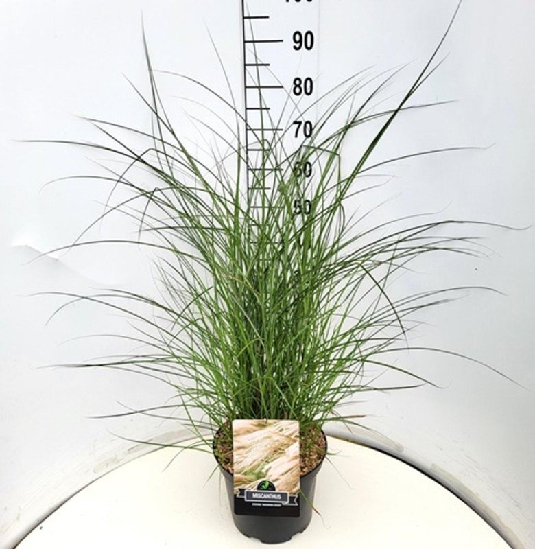 Miscanthus sin. 'Yaku Jima', D 29 cm