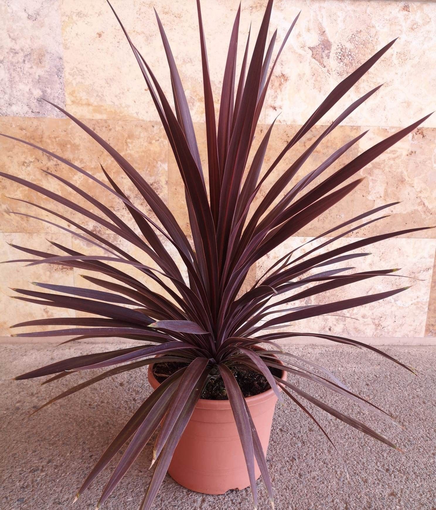 Cordyline australis mix 10L, D 25