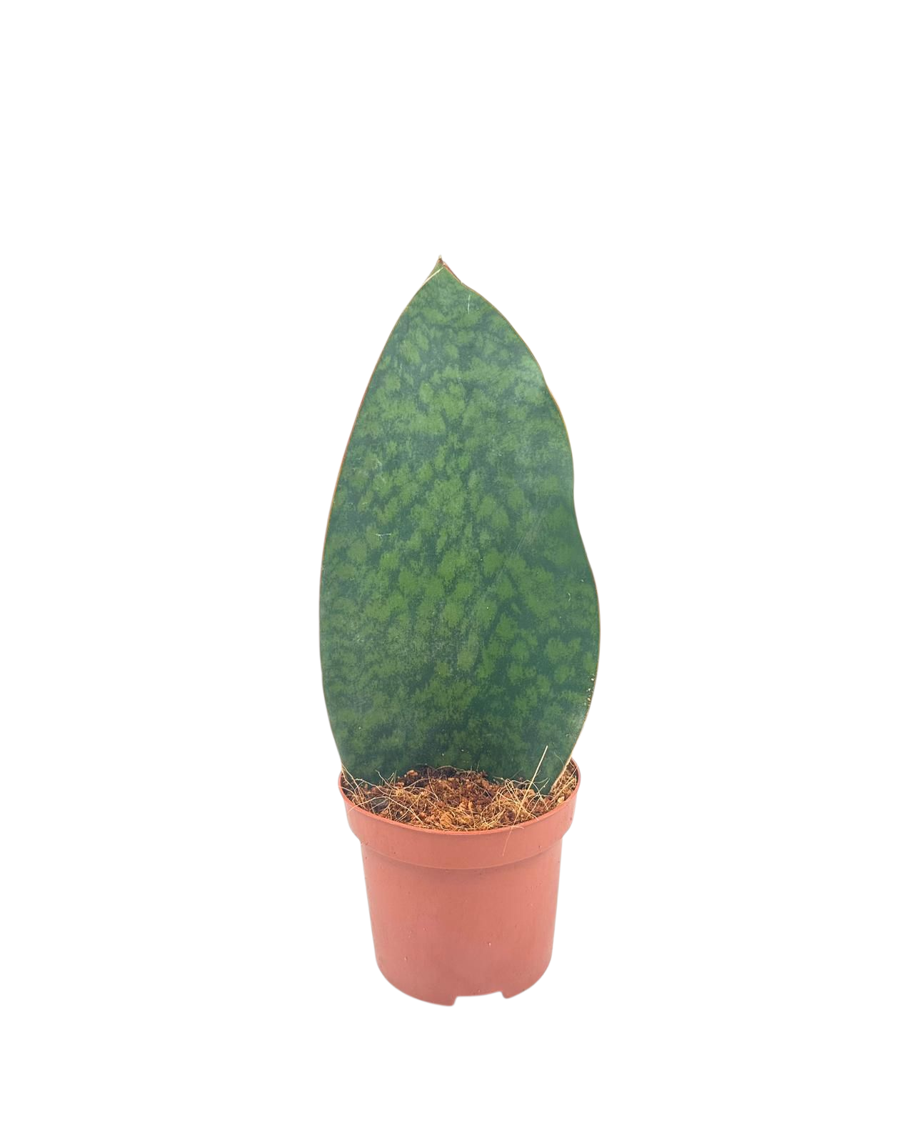 Sansevieria Whale Fin 12, D 12