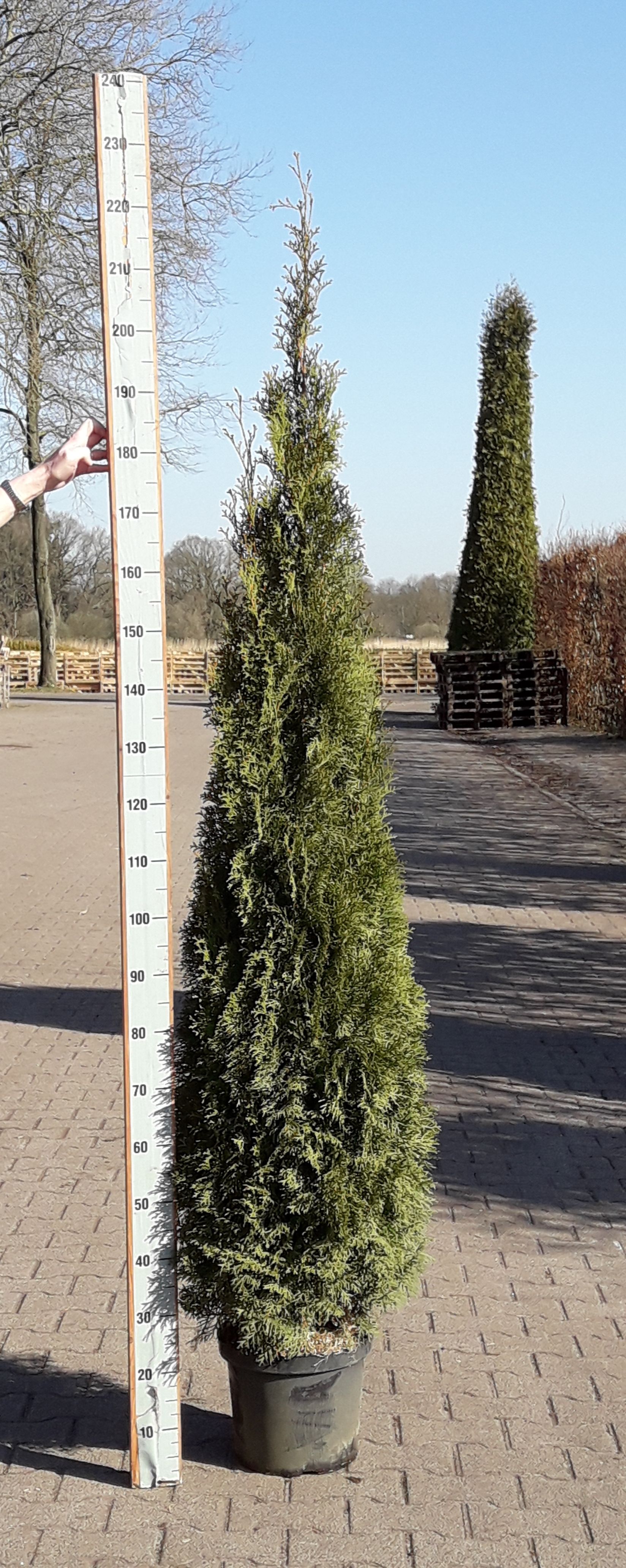 Thuja occidentalis 'Smaragd', D 32