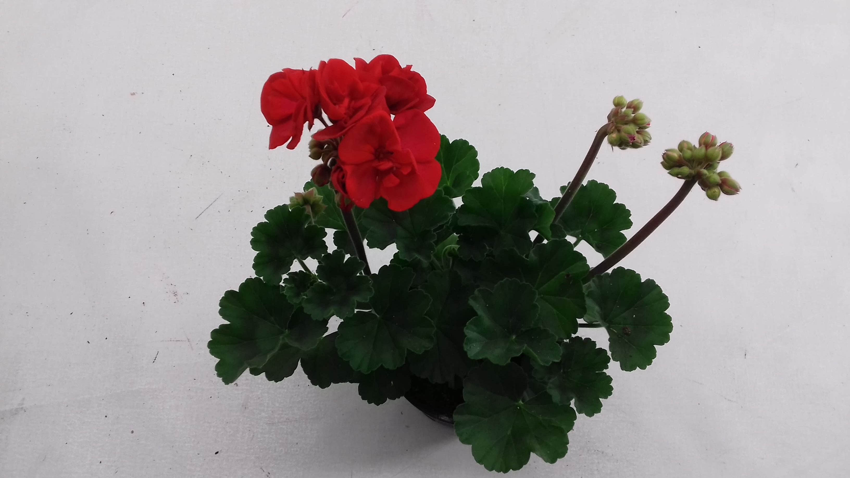 Pelargonium Zonale Denise, D 10,5