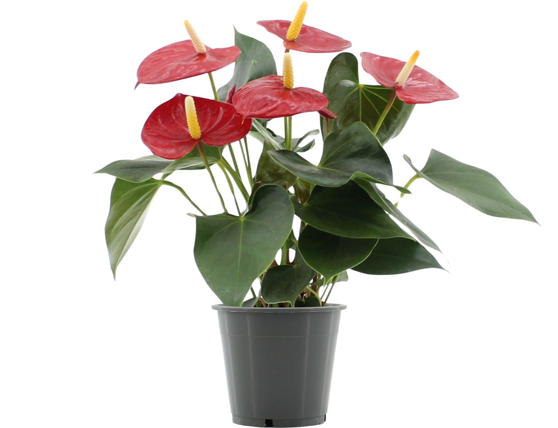 Anthurium 12 cm Aroha in transparant sleeve, D 12