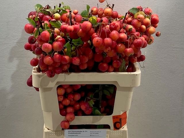 Малюс Рэд Сентинел 60, шт.