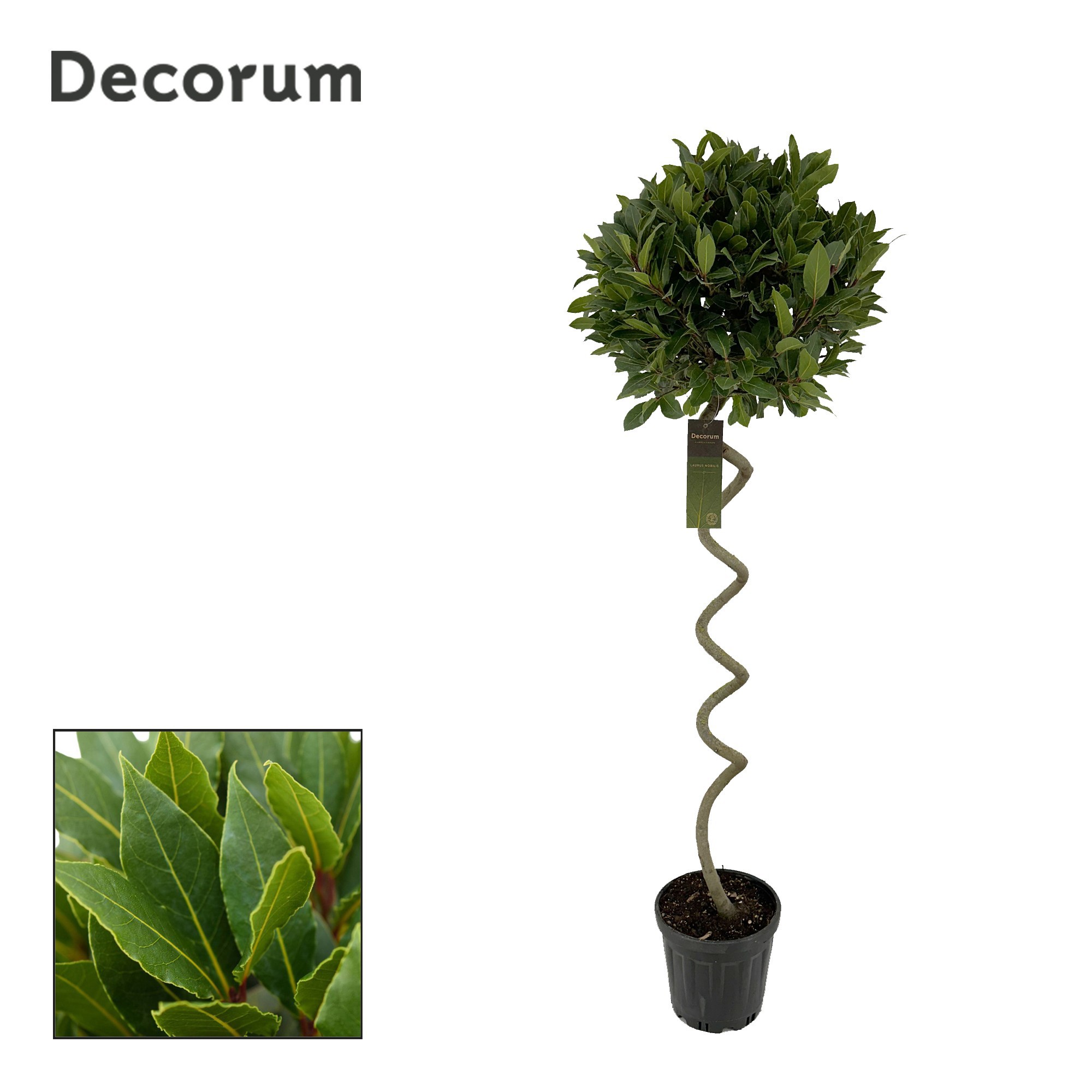 Laurus nobilis Kurketrekker, D 25