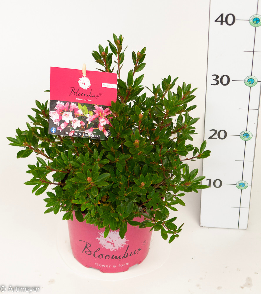 Rhododendron micr. 'Bloombux Magenta' ® -microshirs9(S)-T17, D 17