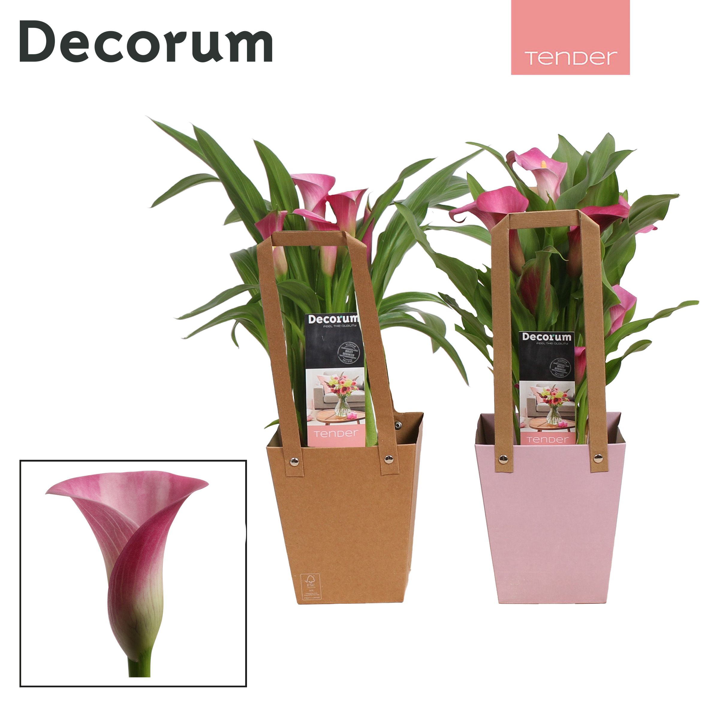 Zantedeschia (Calla) Roze in Giftbag LOVE (Decorum), D 12