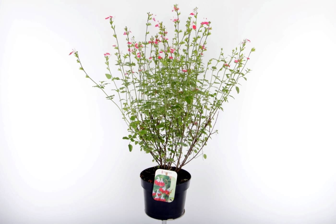 Salvia microphylla Hotlips, D 17