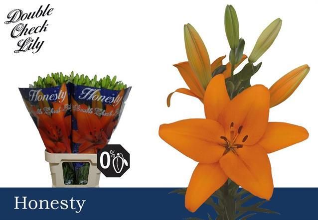 Лилия Онести 90, шт.