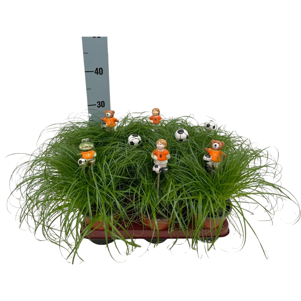 Cyperus alternifolius Zumula met voetbal items bijstekers oranje, D 12