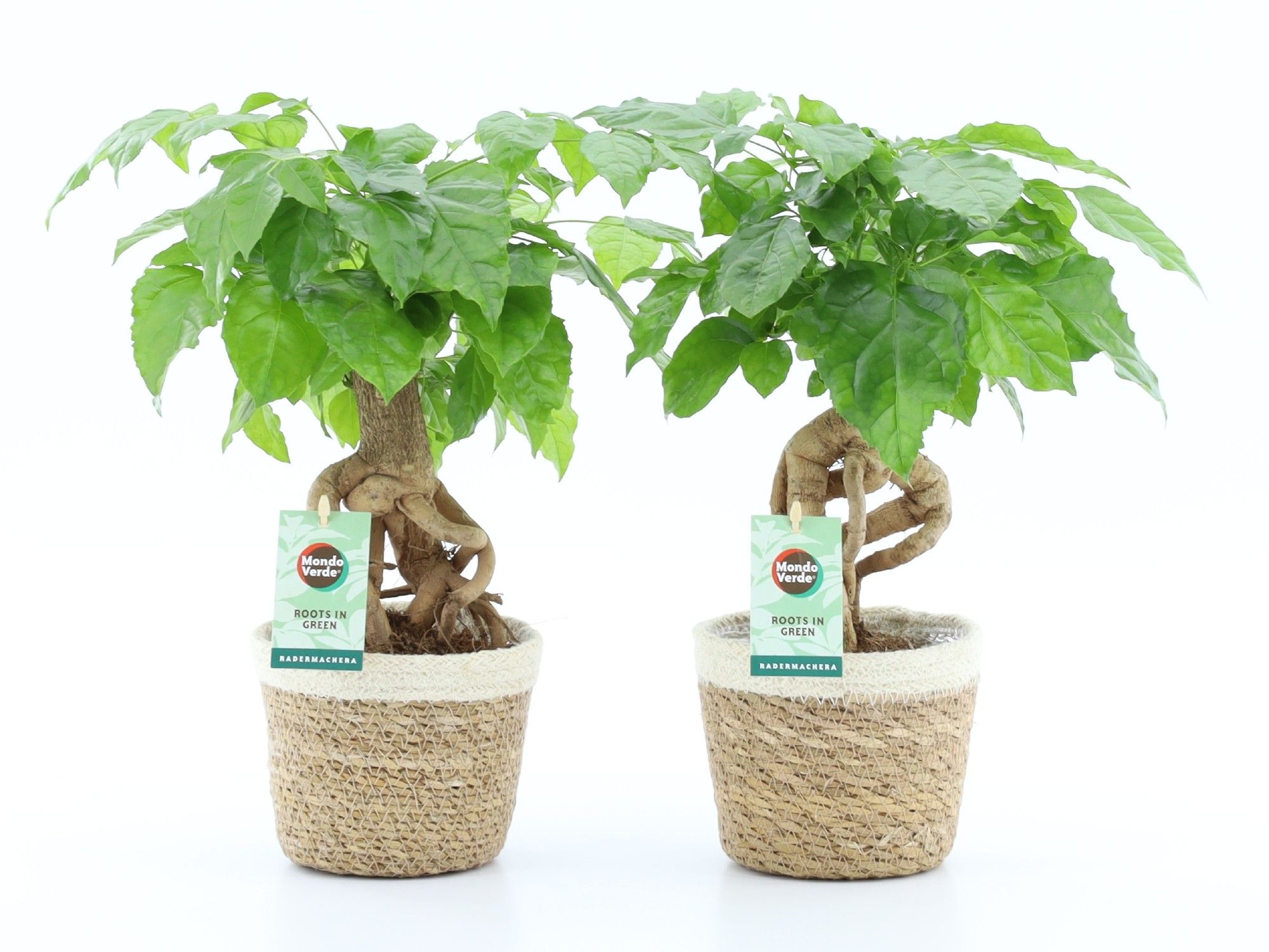 Radermachera Bonsai in Noah Korb, D 14