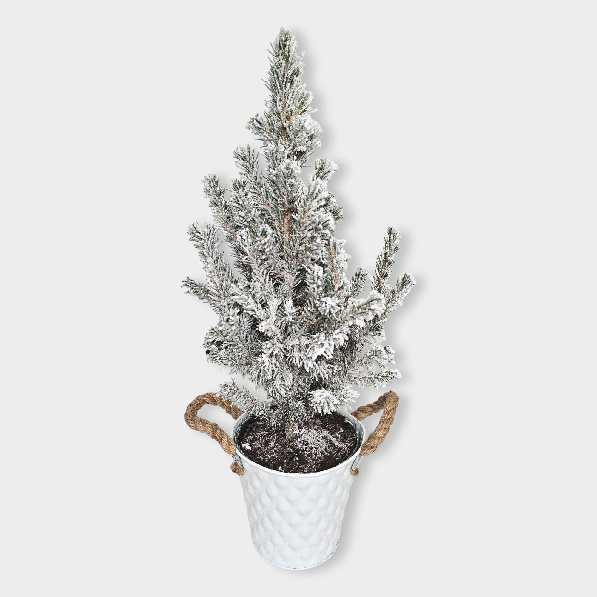 Picea glauca 'Conica' 55cm snowed in zink wit, D 15 cm