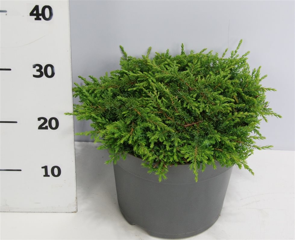 Juniperus comm. 'Green Carpet', D 26