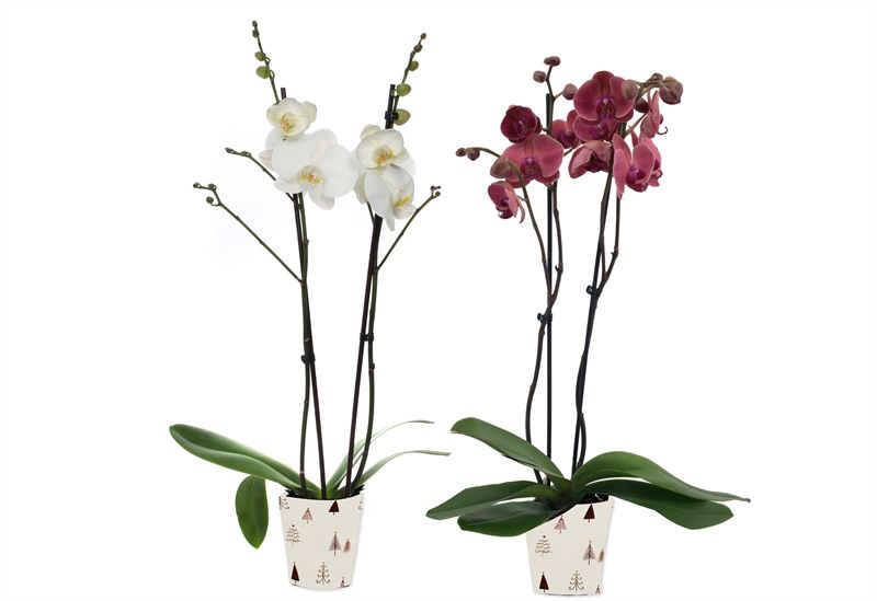 Potcover p12 christmas tree Phal mix 2T14+, D 12