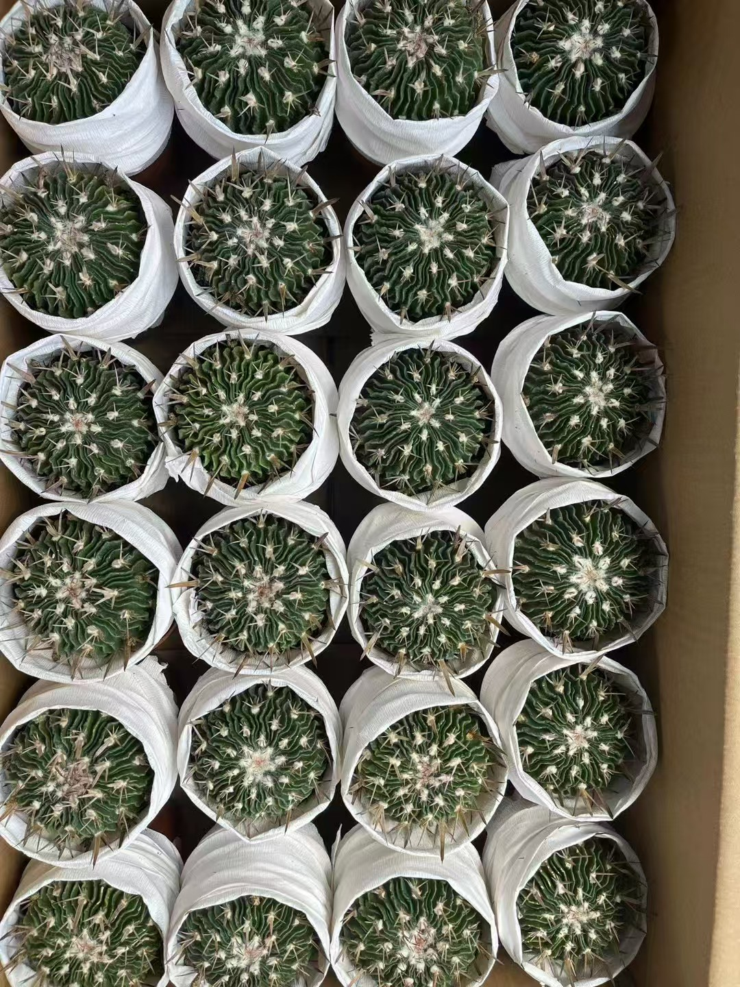 кактус Мултифакетед Джейд 11 13