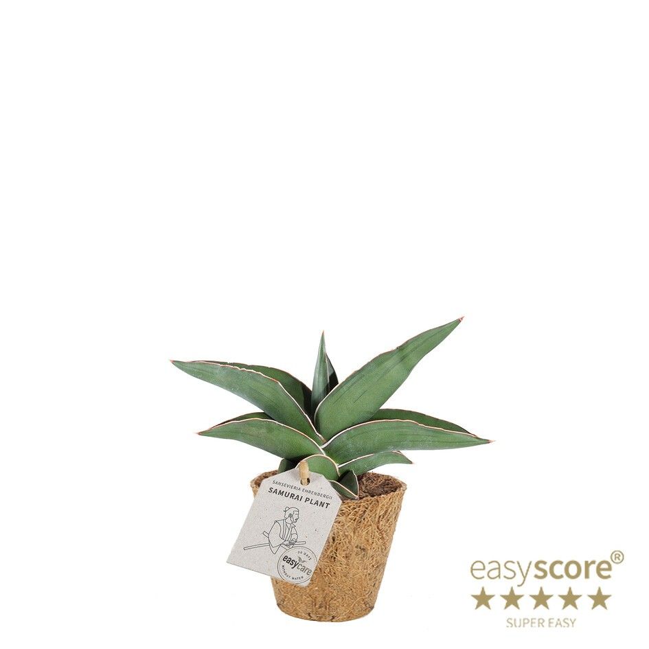 Sansevieria ´Samurai´ - COCOZ, D 9