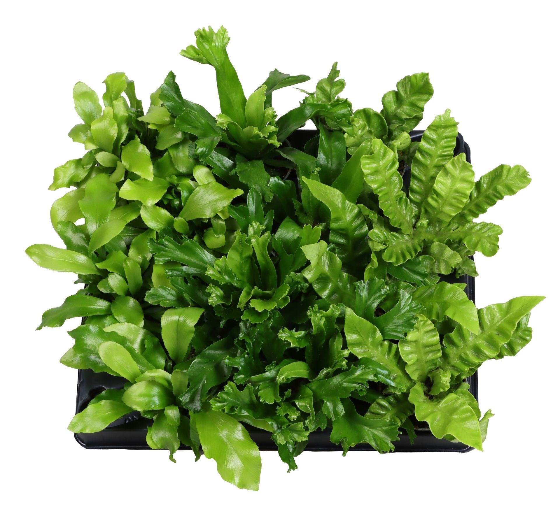 Asplenium Mix 6 cm, D 6