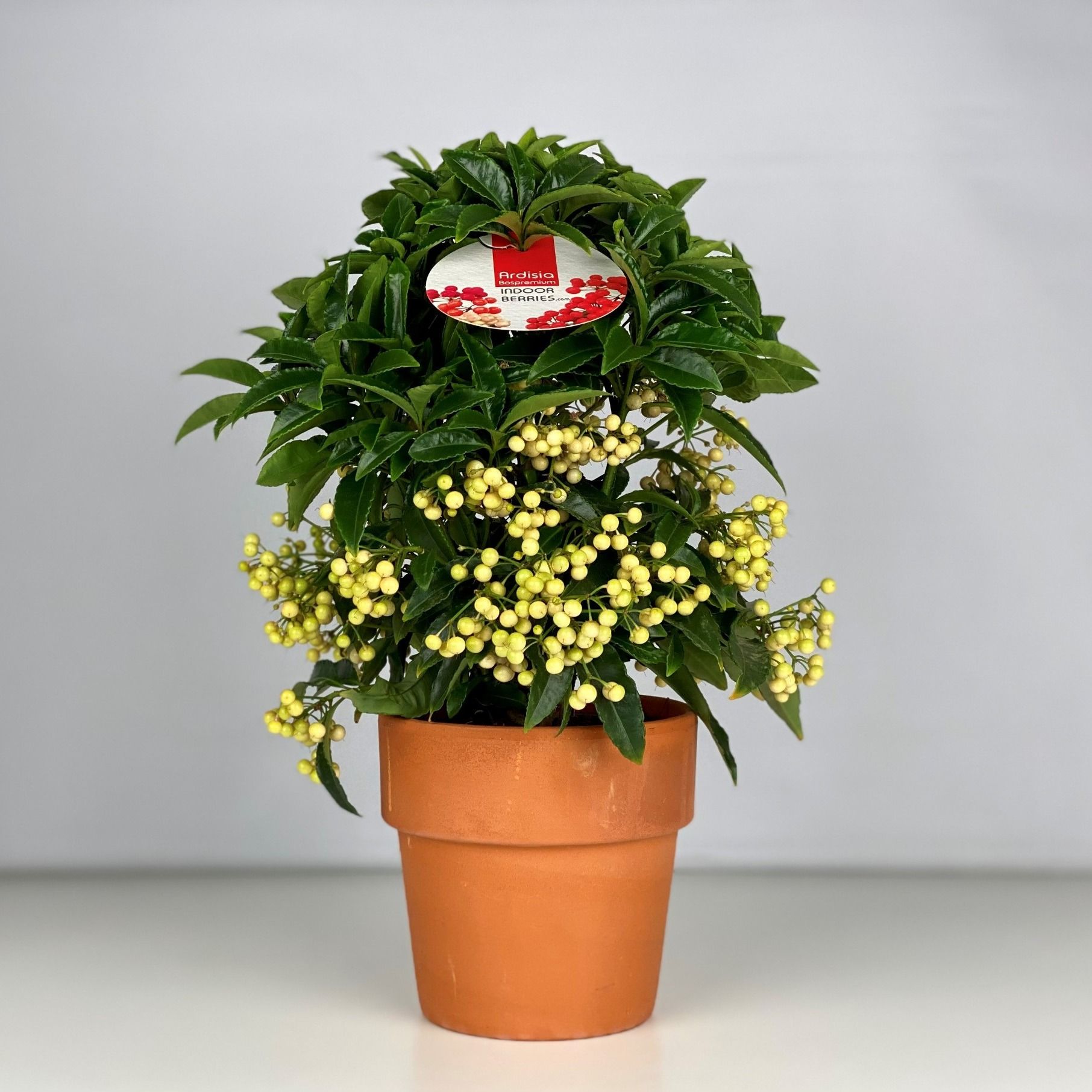 Ardisia crenata Bospremium Wit met stenen Terracotta pot, D 15 cm