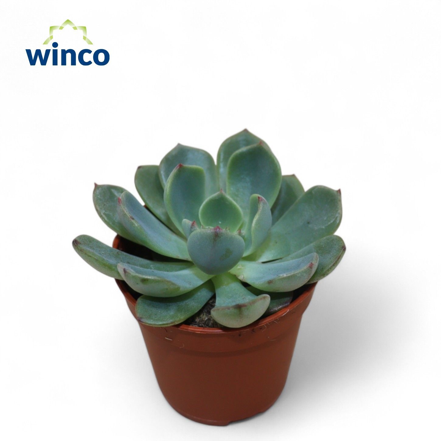 Echeveria Sitifukumiama, D 5,5