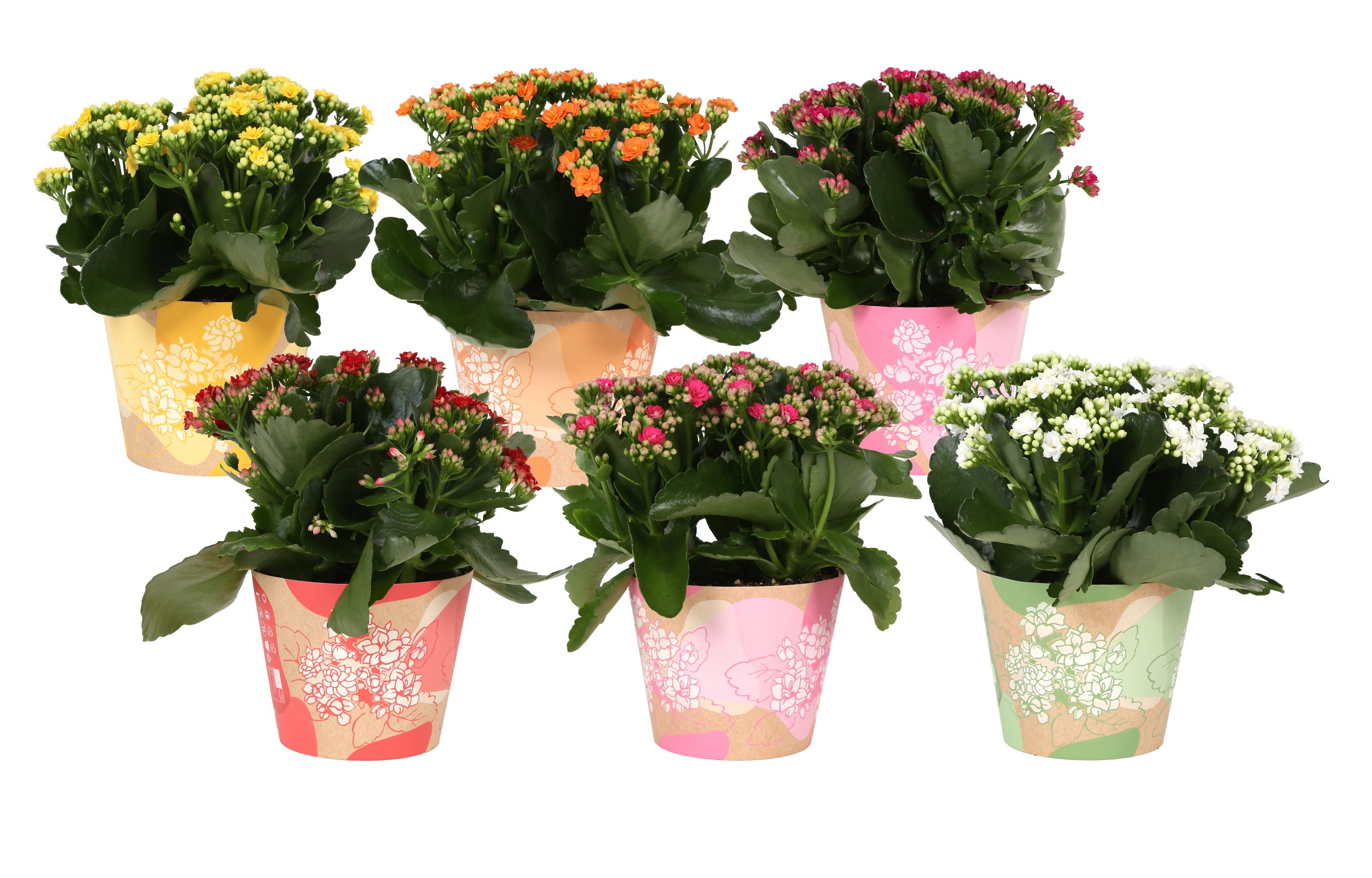 KP-849.1 - Kalanchoe Rosalina 15cm in waterdichte smartcup, D 15 cm KP-849.1 - Kalanchoe Rosalina 15cm in waterdichte smartcup, D 15 cm