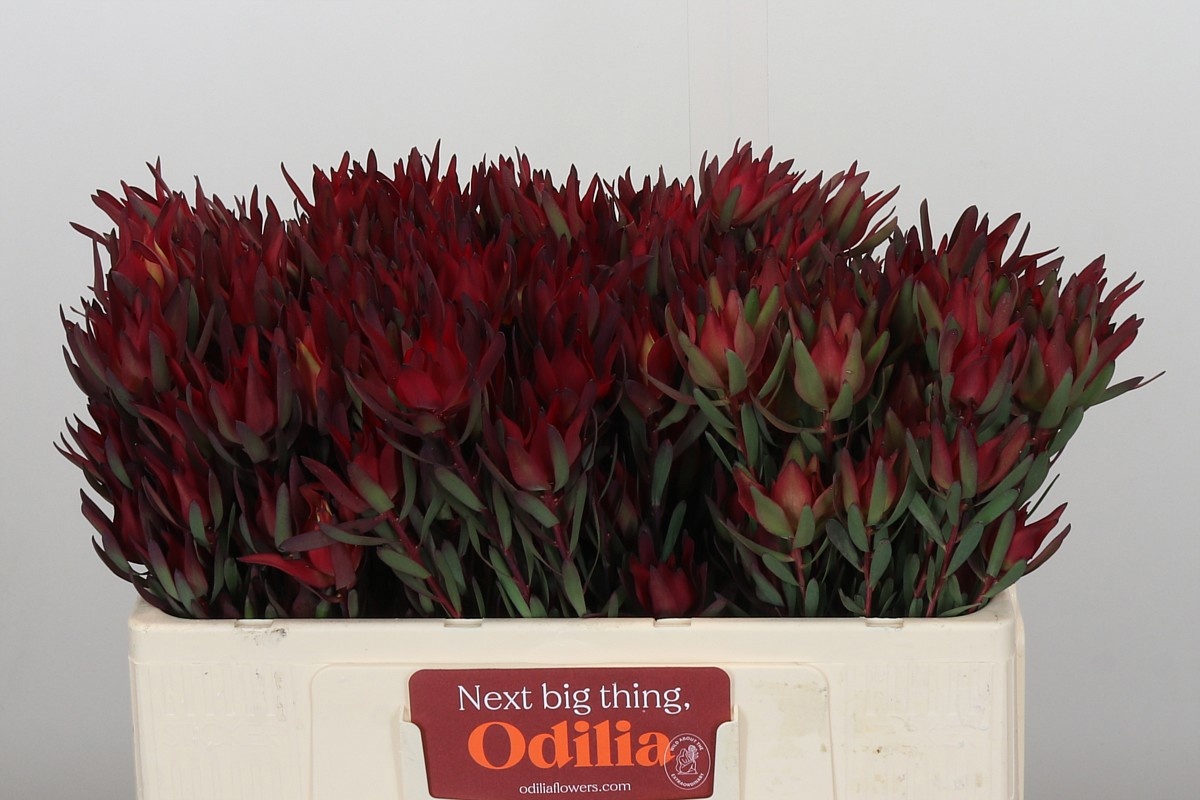 Леукадендрон Блаш 50, шт.