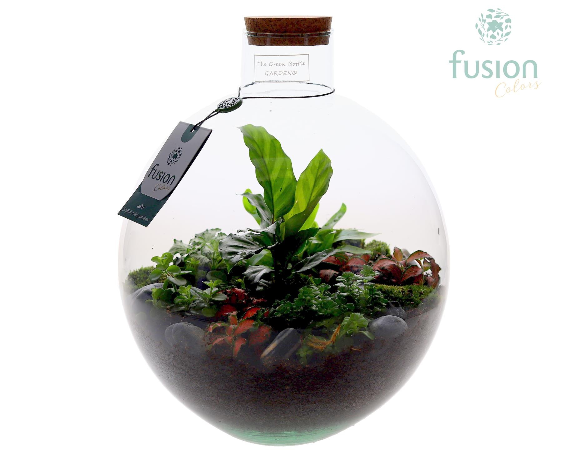 Terrarium Okaido Large met arrangement, D 31