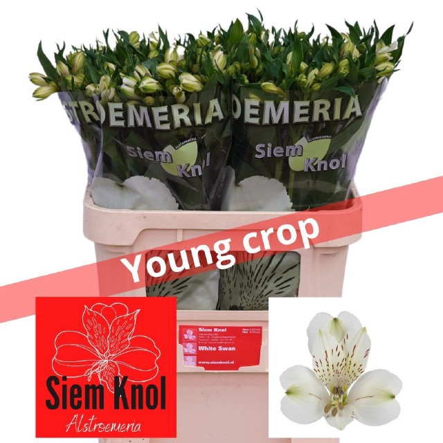 Альстромерия Вайт Свон (бел.), шт.