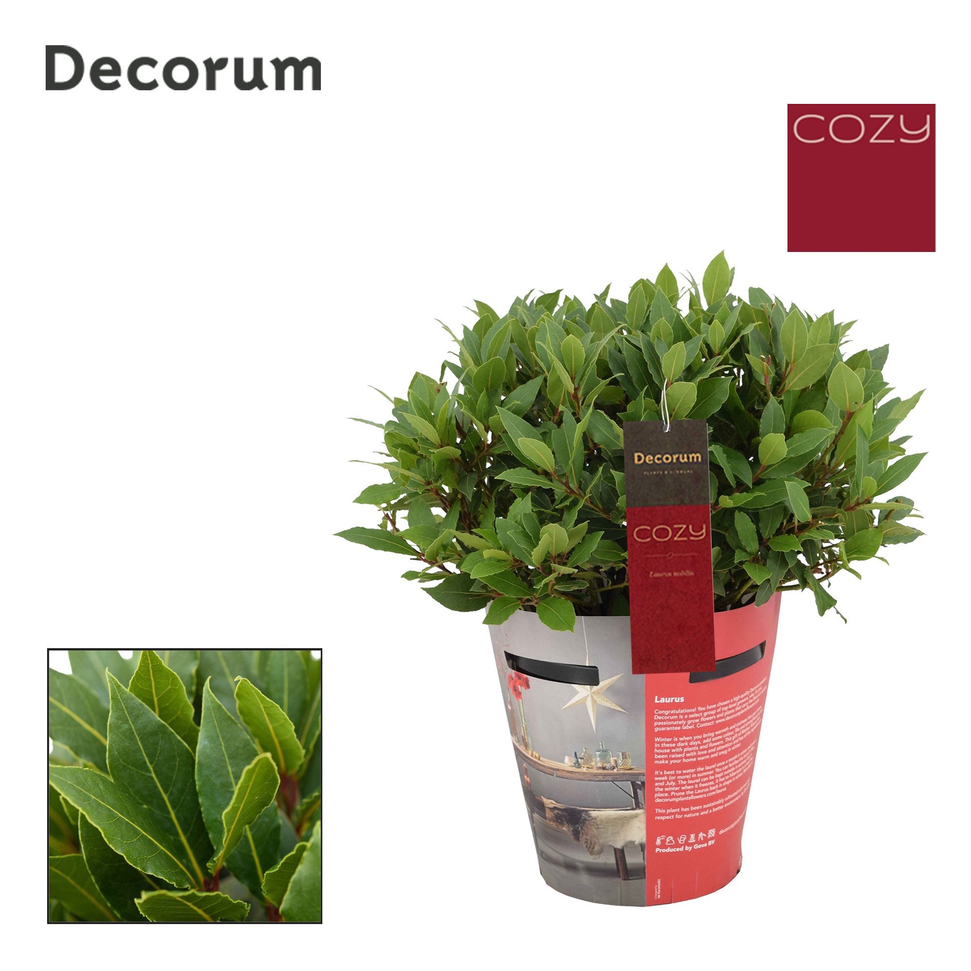 Laurus nobilis Bol zonder stam Cozy, D 20 cm
