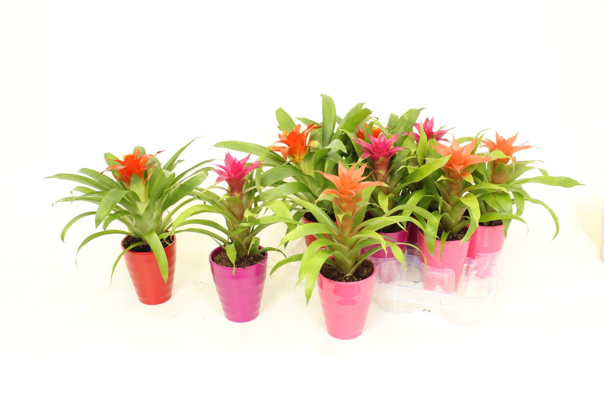 Guzmania Maduro Mx in Carly Wave, D 10