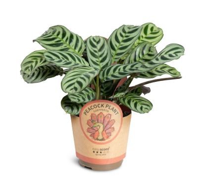 CTENANTHE BURLE-MARXII, D 11