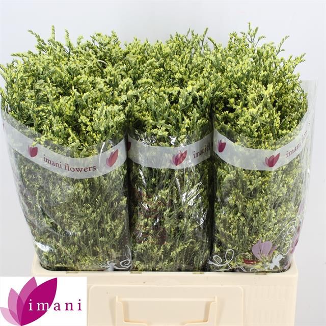 Лимониум Чайна Саммер 60, шт.