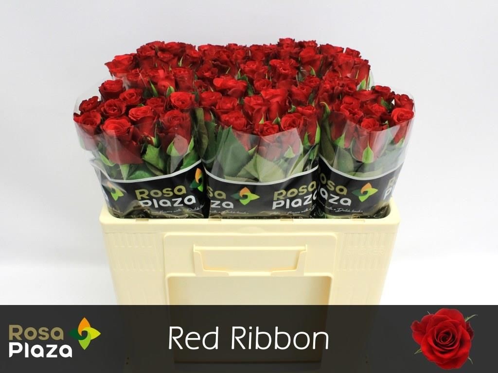 Роза од. Рэд Риббон 50, шт. Роза од. Рэд Риббон 50, шт.