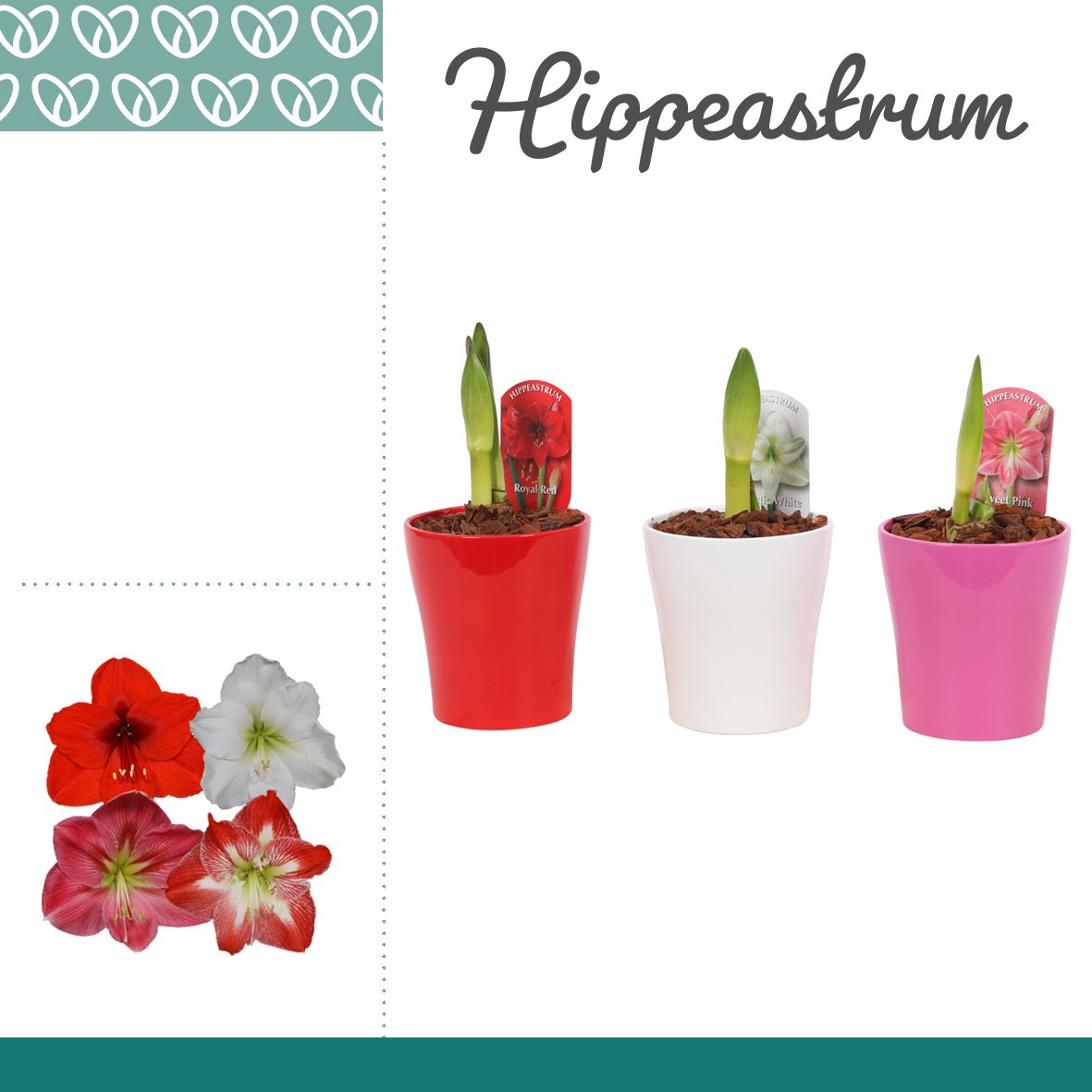 Amaryllis Mix 1 Knop in Ompot Amy, D 12