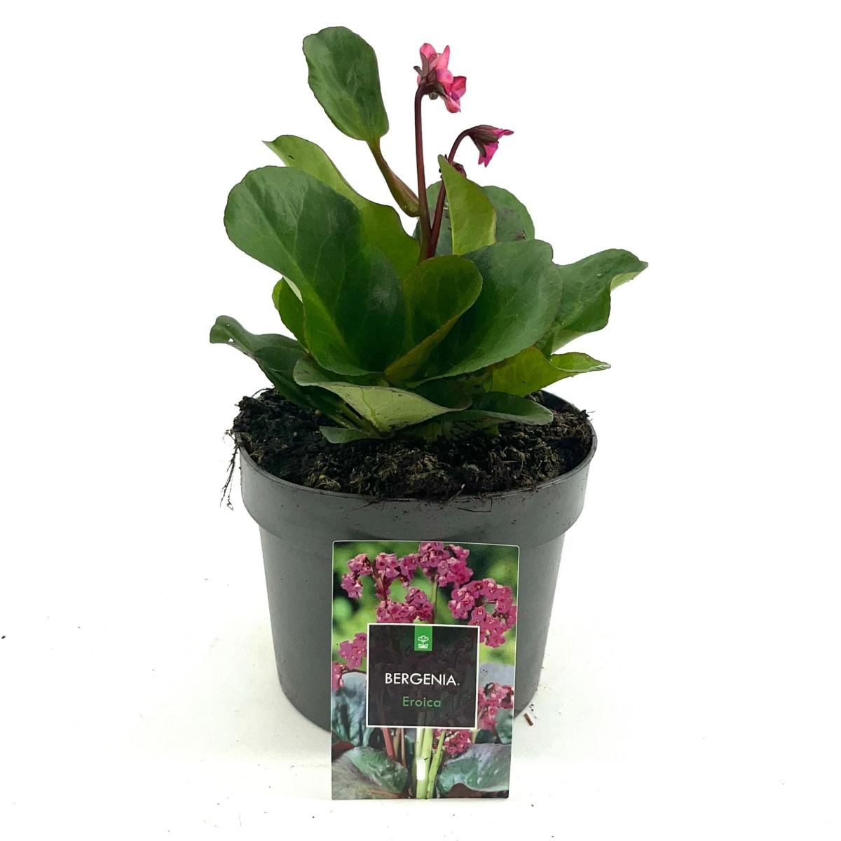 Bergenia cordifolia 'Eroica', D 17 cm