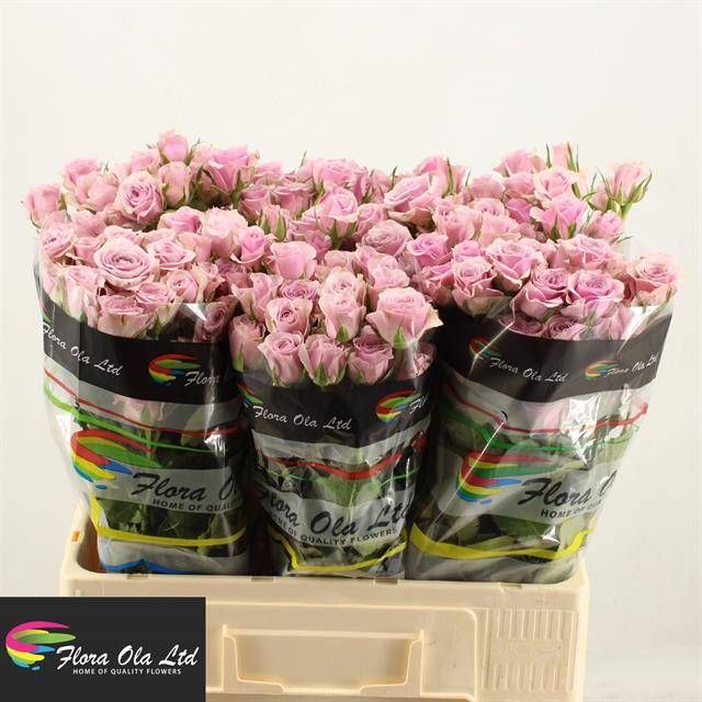 Роза куст. Лейла 60, шт.