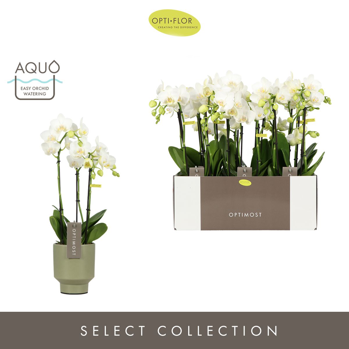 Optimost Amabilis Starrion 3 spike in Emilia Green Aquo, D 12 cm